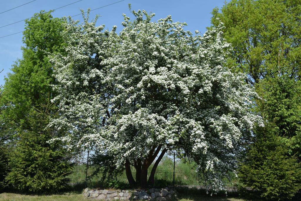 Domki Letniskowe Nad Morzem Ujście-Darłowskie 외부 사진